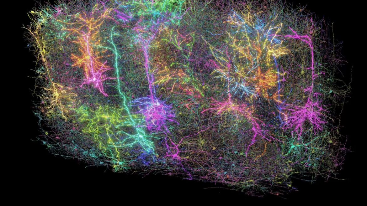 خريطة الدماغ خريطة الدماغ
